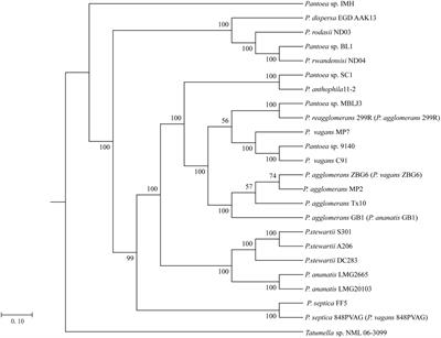 Comparative Genomic Analysis Reveals Organization, Function and Evolution of ars Genes in <mark class="highlighted">Pantoea</mark> spp.